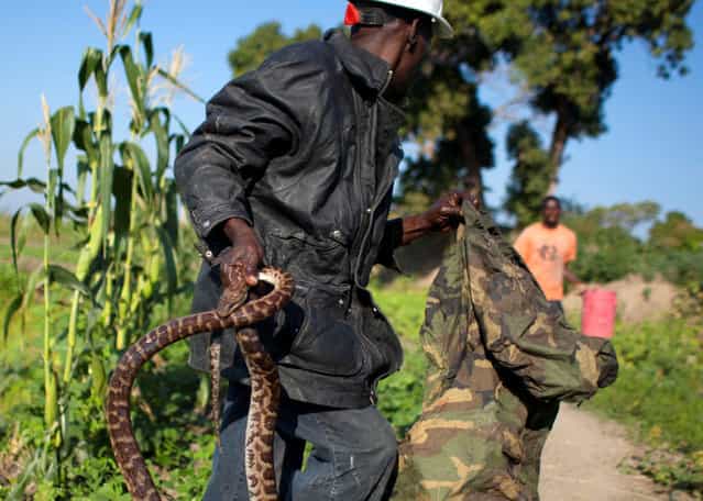 In this January 22, 2013 photo, snake handler Saintilus Resilus carries a snake he just caught in the wild to use in his street performances, as he hunts for serpents in the countryside of L'Estere, in Haiti's Artibonite state. It's the serpents that help him eat and pay rent, in addition to his work for a neighborhood herbologist. And it's the snakes for which he's most famous. (Photo by Dieu Nalio Chery/AP Photo/Matt Dayhoff)