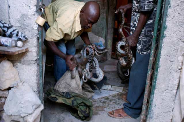 In this January 27, 2013 photo, an assistant to snake handler Saintilus Resilus prepares to wash snakes before using them in pre-Lenten Carnival performances in Petionville, Haiti. Resilus is one of millions of people scrambling to get by in a country where the unemployment rate hovers around 60 percent and most get by on $2 a day. Resilus has used snakes and other animals to earn a little money since at least 1974. (Photo by Dieu Nalio Chery/AP Photo/Matt Dayhoff)