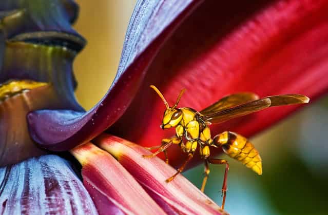 [A huge wasp measuring 2.5 inches in length, visiting the banana tree in my front yard]. (Photo and comment by John Matzick, USA/2013 Sony World Photography Awards