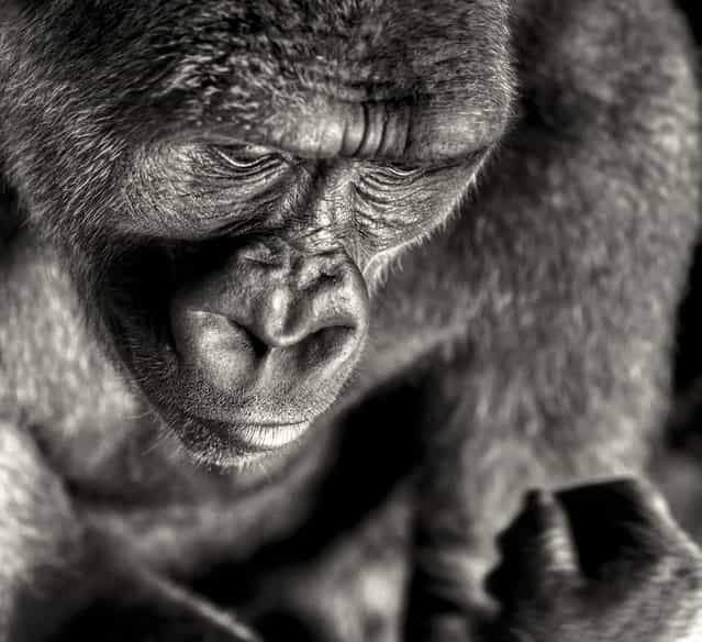[Part of a series about gorillas. These apes losing their natural habitat due to the greed and diseases of humankind]. (Photo and comment by Regis Boileau, France/2013 Sony World Photography Awards