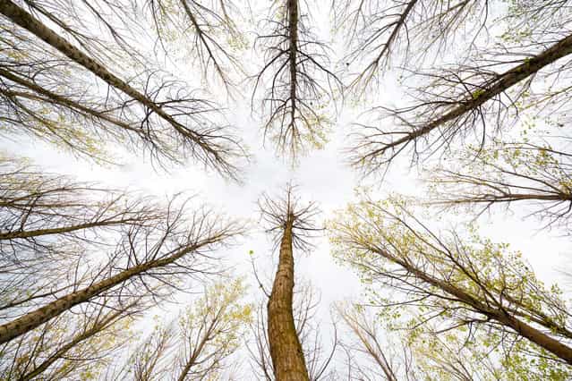 [Ways in the sky. Branches aligned in a forest of poplars]. (Photo and comment by Jose Ramon Moreno, Spain/2013 Sony World Photography Awards