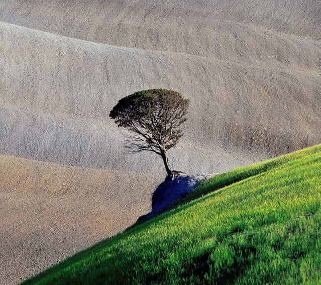 [Tree]. (Photo and comment by Marek Andrzejewski, Poland/2013 Sony World Photography Awards