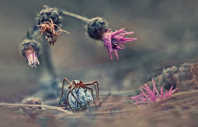[Welcome to the world of the spider]. (Photo and comment by Krasimir Matarov, Bulgaria/2013 Sony World Photography Awards