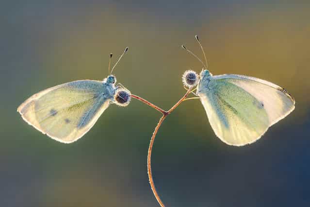 [Two Pieris brassicae rest on a plant, waiting for sunshine]. (Photo and comment by Petar Sabol, Croatia/2013 Sony World Photography Awards