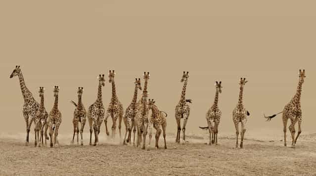 [14 giraffes flee after spotting lions in hunting mode]. (Photo and comment by Frederick van Heerden, South Africa/2013 Sony World Photography Awards