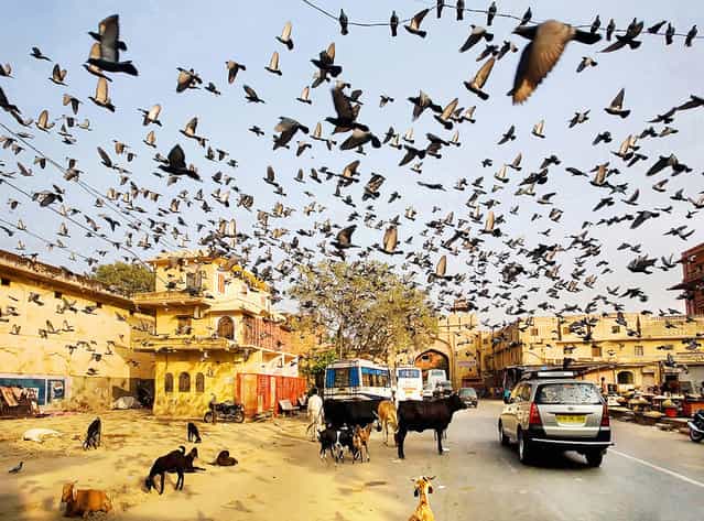 [I was hanging around Jaipur, when I noticed a cloud of birds in the air. I just instinctively released the shutter. The soul of Sir Alfred Hitchcock lives here, I thought]. (Photo and comment by Maciej Makowski, Poland/2013 Sony World Photography Awards