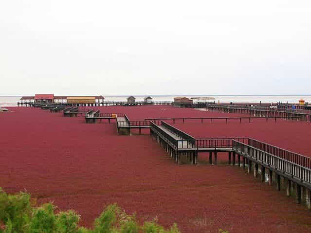 盘锦红海滩 (Panjin Red Beach). (Photo by Beautiful Creation)