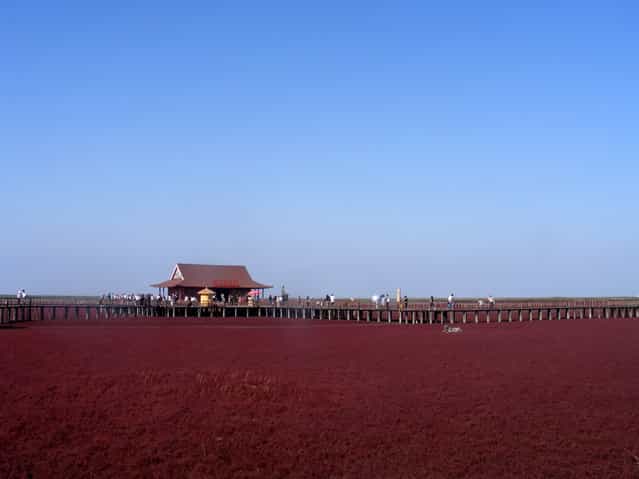 Panjin Red Beach, Liaoning, China. (Photo by Rincewind42)