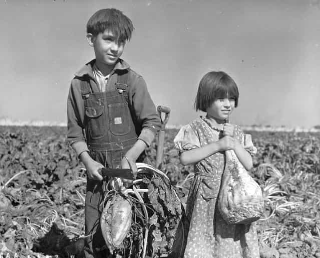 [Children and Sugar Beets]. Hall County, Nebraska, October 17, 1940. (Photo by L. C. Harmon)
