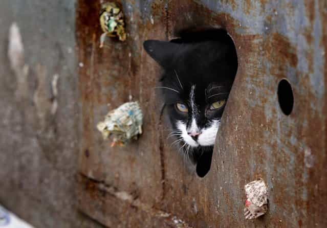 A stray cat looks through a hole in an iron panel covering a basement window in Minsk on February 4, 2013. Municipal authorities in Belarus have walled up stray cats in basements in compliance with Soviet-era regulations, dooming them to death of hunger. But some residents make holes for cats to escape. (Photo by Sergei Grits/Associated Press)