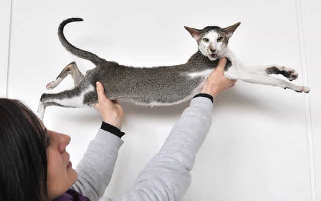 An owner holds her Oriental Shorthair cat during a cat exhibition in the Kyrgyzstan's capital Bishkek on February 16, 2013. Cats owners from Kyrgyzstan, Kazakhstan and Uzbekistan gathered today in Bishkek to show off their pets. (Photo by Vyacheslav Oseledko/AFP Photo)