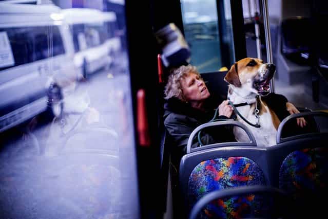 Tony Klerber sits with Wellington, an English foxhound, and other dog owners on a bus transporting contenders to Madison Square Garden during the Westminster Kennel Club 137th Annual Dog Show at Piers 92/94 in New York on February 11, 2013. The show was held at both Madison Square Garden and Piers 92/24. (Photo by Piotr Redlinski/The New York Times)