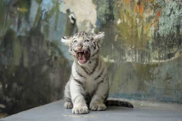 An eight-week-old white tiger (Panthera tigris) cub growls after a medical examination by veterinary surgeons at Bratislava Zoo February 8, 2013. Three white tigers, a male named Adzaj and two females Adisa and Asira were presented to the media for the first time on Friday. (Photo by Radovan Stoklasa/Reuters)