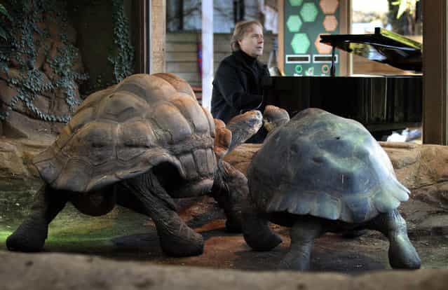 French pianist Richard Clayderman plays the piano to Galapagos tortoises Dirk, aged 70, and Polly, in an attempt to put the reptiles in the mood to mate, at London Zoo, Thursday February 7, 2013. (Photo by Lewis Whyld/AP Photo/PA)