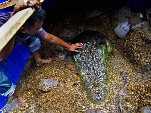 A worker touches [Lolong], the world's largest saltwater crocodile in captivity, after it died on Sunday on February 11, 2013. The crocodile was 20.24 feet and weighed more than a ton. (Photo by Erwin Mascarinas/Associated Press)
