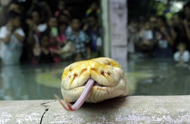 An albino python named [Cheesecake] sticks out its tongue at Malabon Zoo in Malabon, Metro Manila February 3, 2013. The Lunar New Year begins on February 10 this year and marks the start of the Year of the Snake. (Photo by Erik De Castro/Reuters)
