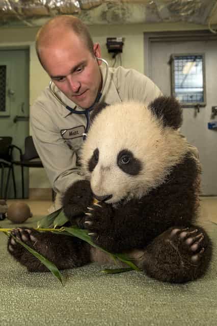 In this photo provided by the San Diego Zoo, veterinary resident Matt Kinney, listens to the heart and lungs of giant panda cub Xiao Liwu, Wednesday morning, January 30, 2013 during a routine exam at the San Diego Zoo. The six-month-old cub, born on July 29, 2012, is growing and gaining weight as expected; he weighed 19.4 pounds (8.8kg) and measured 24.6 inches long (88 cm) this morning. (Photo by AP Photo/San Diego Zoo)