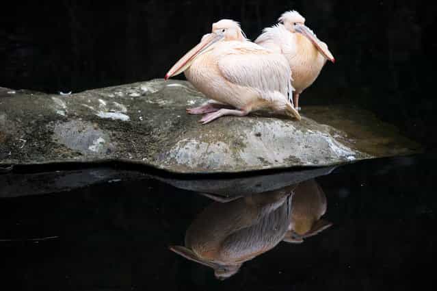 Two Great White Pelicans sit on a rock and are reflected in a pool at the Zoo in Frankfurt Main, Germany, 28 January 2013. (Photo by Nicolas Armer/EPA)