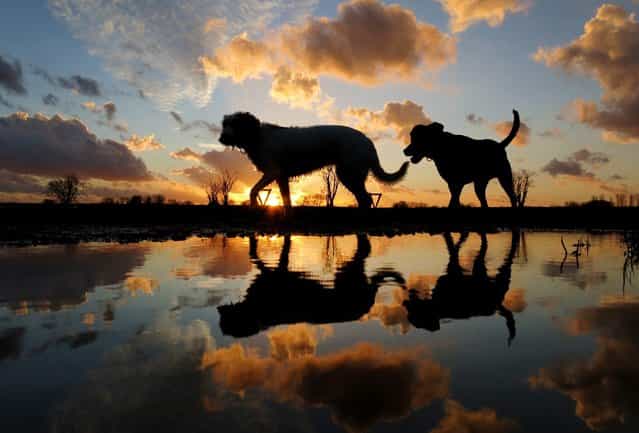Dog that are out for a walk are reflected in a puddle during sunset in Dusseldorf, Germany, 30 January 2013. (Photo by Martin Gerten/EPA)