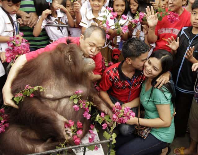 A Filipino couple is pictured as they offer flowers to an orangutan a day before the annual celebration of the Valentine's Day at Malabon Zoo, north of Manila, Philippines, 13 February 2013. Valentine's Day is celebrated all over the world on 14 February. In the Philippines, many Filipinos consider flowers as symbolic and romantic gift for loved ones. (Photo by Francis R. Malasig/EPA)
