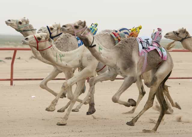 Camels ridden by robot jockeys compete during a weekly camel race at the Kuwait Camel Racing club in Kebd January 26, 2013. The robots are controlled by trainers, who follow in their vehicles around the track. (Photo by Stephanie McGehee/Reuters)