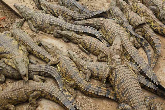 Recaptured crocodiles lie in pens after about 15000 of the animals escaped from a crocodile farm during flooding near Mussina, on South Africa's nothern border with Zimbabwe, January 26, 2013. (Photo by Mike Hutchings/Reuters)