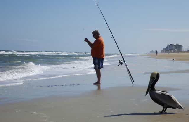 John Haggerty, from Port Orange, Florida, fishes next to a pelican along the Atlantic Ocean coastline in the 70 Fahrenheit (21 Celsius) degree weather at Ormond by the Sea, Florida, while a blizzard continued to pummel the Northeastern United States, February 9, 2013. (Photo by Larry Downing/Reuters)