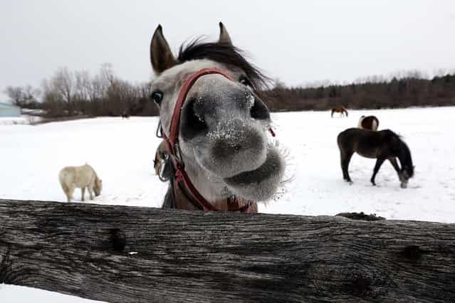 A horse nibbles on a fence as others graze in a field under a blanket of snow in Akron, N.Y., on February 4, 2013. (Photo by David Duprey/Associated Press)