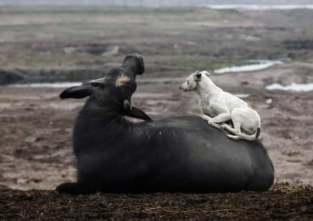 A dog rests on a buffalo near Ravi River in Lahore, Pakistan, on Febuary 4, 2013. (Photo by Mohsin Raza/Reuters)