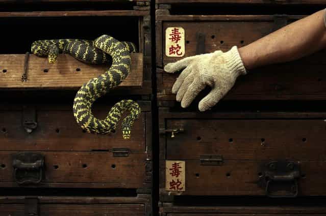 Snakes hang from a wooden cabinet marked with the Chinese characters [poisonous snake], at a snake soup shop ahead of the Spring Festival in Hong Kong January 29, 2013. The Lunar New Year, also known as the Spring Festival, begins on February 10 and marks the start of the Year of the Snake, according to the Chinese zodiac. Picture taken January 29, 2013. (Photo by Bobby Yip/Reuters)
