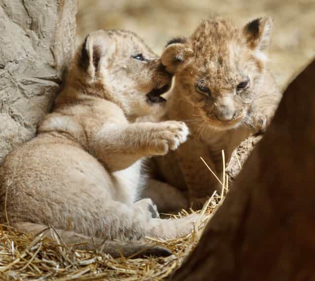 Two lion cubs wrestle at the Henry Doorly Zoo January 31, 2013 in Omaha Neb. The cubs, which were born one month ago, celebrated a one-month birthday party with meat cupcakes. (Photo by Kent Sievers/AP Photo/The Omaha World-Herald)