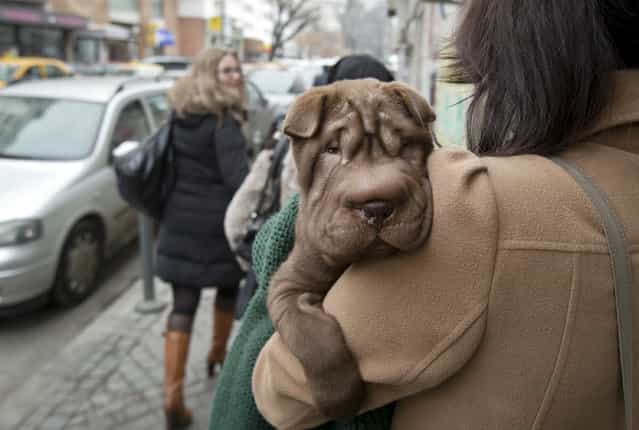 Zen, a Shar Pei puppy, is carried by her owner on a chilly day in Bucharest, Romania, Thursday, February 7, 2013. (Photo by Vadim Ghirda/AP Photo)