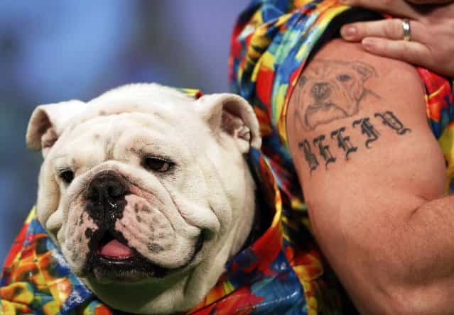 Beefy, a Bulldog breed, sits next to his owner Patrick Clemens on the runway of the New Yorkie Runway Doggie Fashion Show in New York February 7, 2013. (Photo by Shannon Stapleton/Reuters)