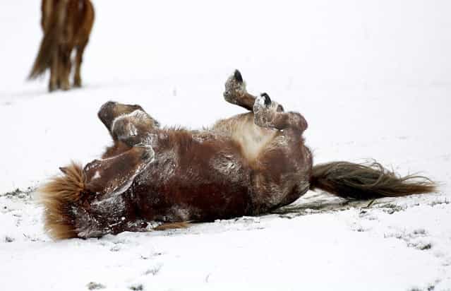 A horse enjoys the snow on a paddock near Uigendorf, Germany on February 6, 2013. (Photo by Thomas Warnack/Associated Press)
