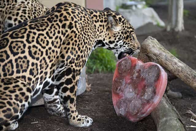Five-year-old jaguar [Nindiri] licks a heart-shaped Valentine's Day treat of frozen beef blood, beef hearts and pieces of meat at the San Diego Zoo in this handout photo courtesy of the San Diego Zoo in San Diego, California February 13, 2013. The jaguar family received the [bloodcicles] as an enrichment treat from Zoo keepers, important for the cats, as it keeps the animal stimulated and active, allowing them to show their natural behaviours according to the Zoo. (Photo by Tammy Spratt/Reuters/San Diego Zoo)