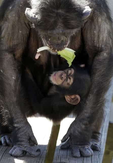 A mother chimp holds a piece of lettuce in her mouth as she carries her baby at Chimp Haven in Keithville, La., Tuesday, February 19, 2013. One hundred and eleven chimpanzees will be coming from a south Louisiana laboratory to Chimp Haven, the national sanctuary for chimpanzees retired from federal research. (AP Photo/Gerald Herbert)
