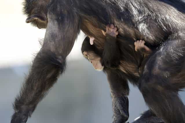 A mother chimp carries her baby at Chimp Haven in Keithville, La., Tuesday, February 19, 2013. One hundred and eleven chimpanzees will be coming from a south Louisiana laboratory to Chimp Haven, the national sanctuary for chimpanzees retired from federal research. (AP Photo/Gerald Herbert)