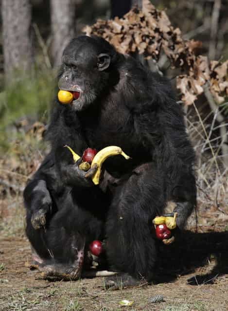 A chimp gathers food at Chimp Haven in Keithville, La., Tuesday, February 19, 2013. One hundred and eleven chimpanzees will be coming from a south Louisiana laboratory to Chimp Haven, the national sanctuary for chimpanzees retired from federal research. (AP Photo/Gerald Herbert)