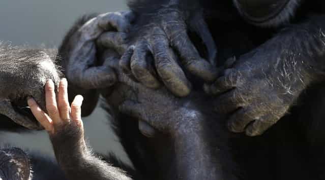 A baby chimp's hands, left, is seen touching the hands of other chimps at Chimp Haven in Keithville, La., Tuesday, February 19, 2013. One hundred and eleven chimpanzees will be coming from a south Louisiana laboratory to Chimp Haven, the national sanctuary for chimpanzees retired from federal research. (AP Photo/Gerald Herbert)