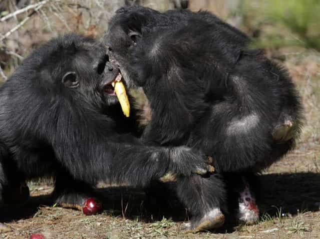 Two chimps tussle for food at Chimp Haven in Keithville, La., Tuesday, February 19, 2013. One hundred and eleven chimpanzees will be coming from a south Louisiana laboratory to Chimp Haven, the national sanctuary for chimpanzees retired from federal research. (AP Photo/Gerald Herbert)