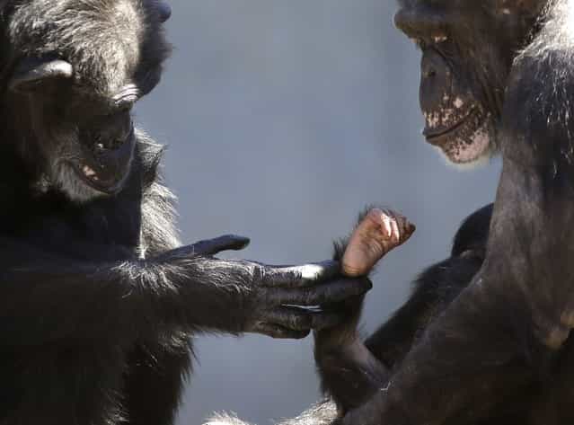 A chimp, left, identified as an 'auntie,' touches the hand of a baby chimp cradled in the arms of its mother, at Chimp Haven in Keithville, La., Tuesday, February 19, 2013. One hundred and eleven chimpanzees will be coming from a south Louisiana laboratory to Chimp Haven, the national sanctuary for chimpanzees retired from federal research. (AP Photo/Gerald Herbert)
