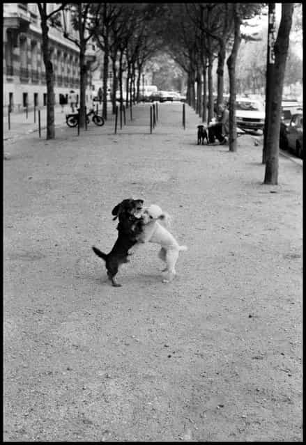 Puppy love, Paris. 1980ties. (Photo and comment by Peter Turnley)