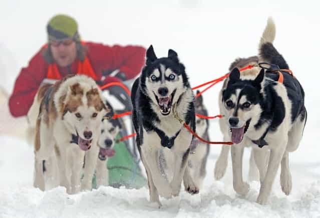 Musher Michael Ruopp of Germany starts with his sled dogs at the 23rd International Sled Dog Race in Oberhof, central Germany, Sunday, February 24, 2013. (Photo by Jens Meyer/AP Photo)