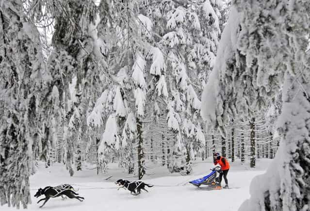 Musher Heidi Hiermeier of Germany competes with her sled dogs at the 23rd International Sled Dog Race in Oberhof, central Germany, Sunday, February 24, 2013. (Photo by Jens Meyer/AP Photo)