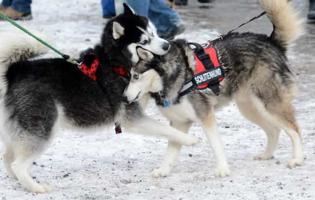 Husky dogs play on February 23, 2013 during an international dog sled race in Todtmoos, Germany. (Photo by Patrick Seeger/AFP Photo)