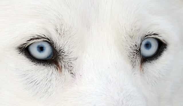 Eyes of a Husky dog are seen on February 23, 2013 during an international dog sled race in Todtmoos, Germany. (Photo by Patrick Seeger/AFP Photo)