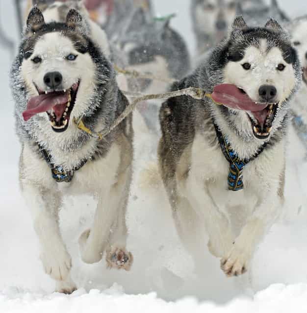 Sled dogs run at the 23rd International Sled Dog Race in Oberhof, central Germany, Sunday, February 24, 2013. (Photo by Jens Meyer/AP Photo)