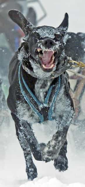 A sled dog runs at the 23rd International Sled Dog Race in Oberhof, central Germany, Sunday, February 24, 2013. (Photo by Jens Meyer/AP Photo)