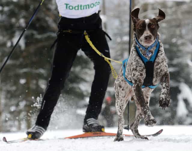 A dog is pictured on February 23, 2013 during an international dog sled race in Todtmoos, Germany. (Photo by Patrick Seeger/AFP Photo)