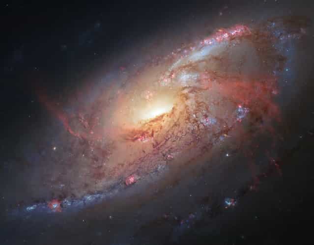 An image of the spiral galaxy M106, released February 5, 2013, combines Hubble Space Telescope observations with additional data from amateur astronomers Robert Gendler and Jay GaBany. Located a little more than 20 million light-years away, M106 is one of the brightest and nearest spiral galaxies to our own. (Photo by Hubble Heritage Team/ESA via AFP Photo)
